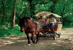 Equitation